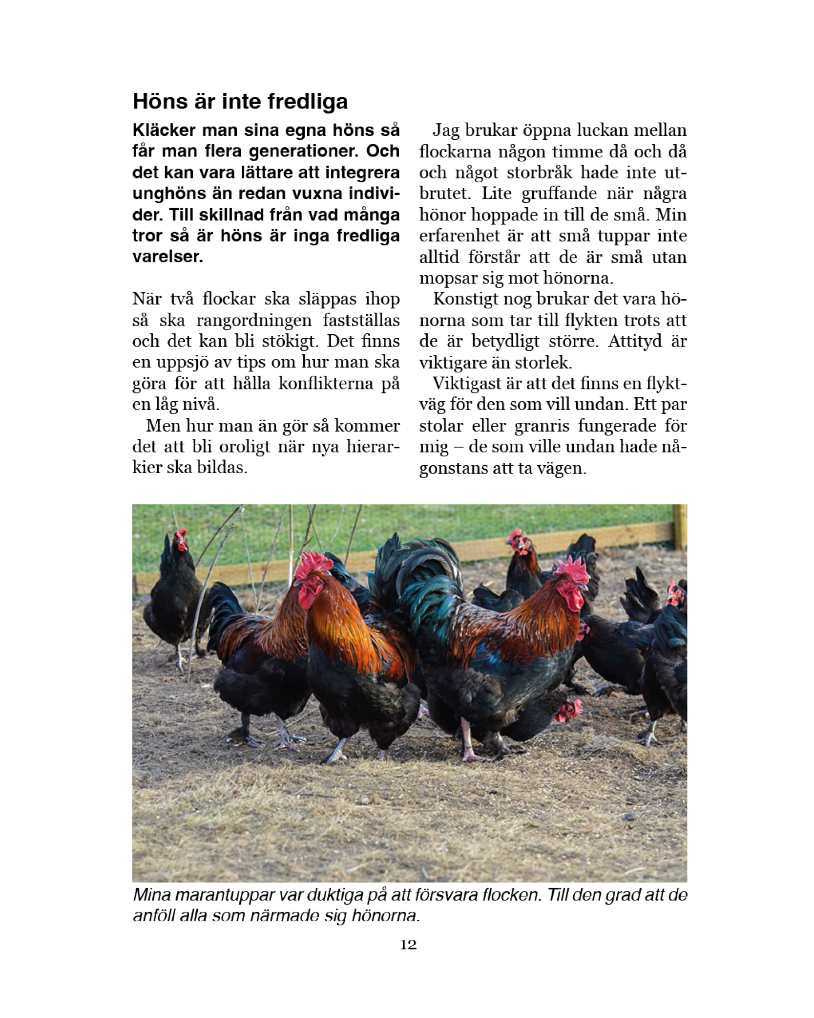 Höns för självhushållning