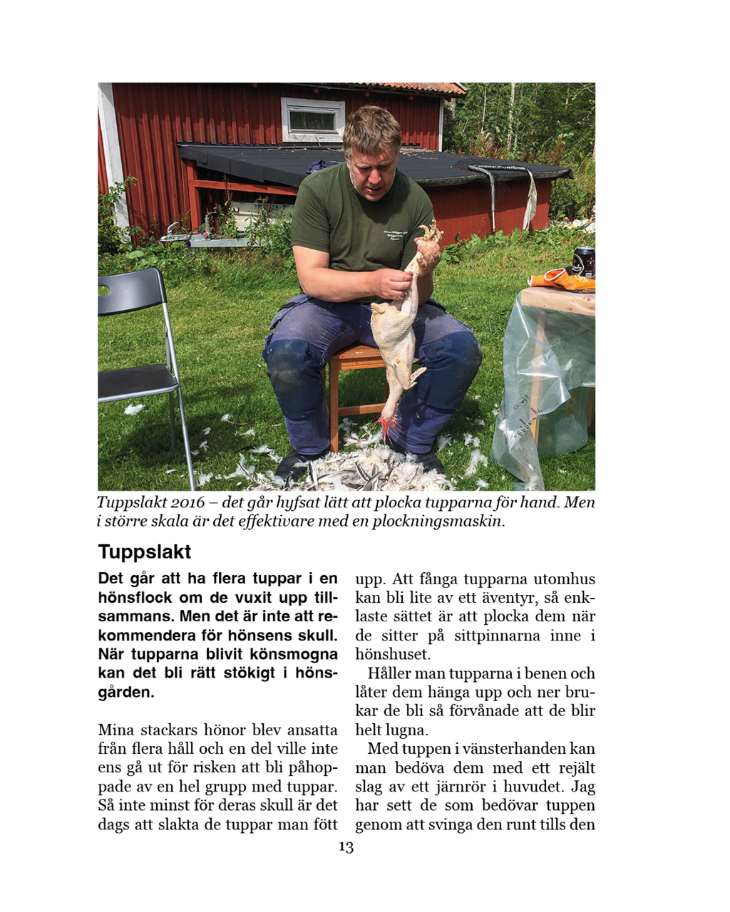 Höns för självhushållning